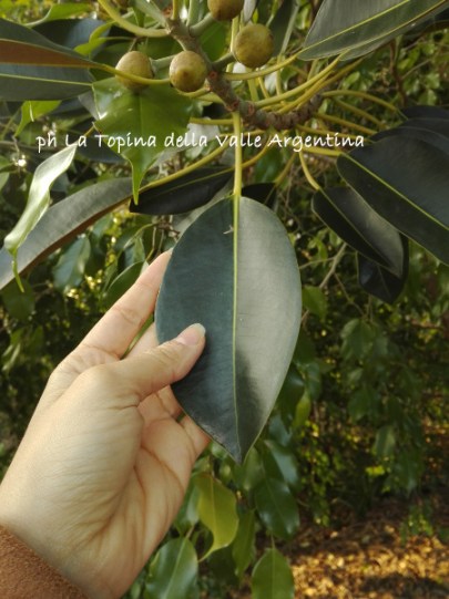 foglia ficus macrophylla