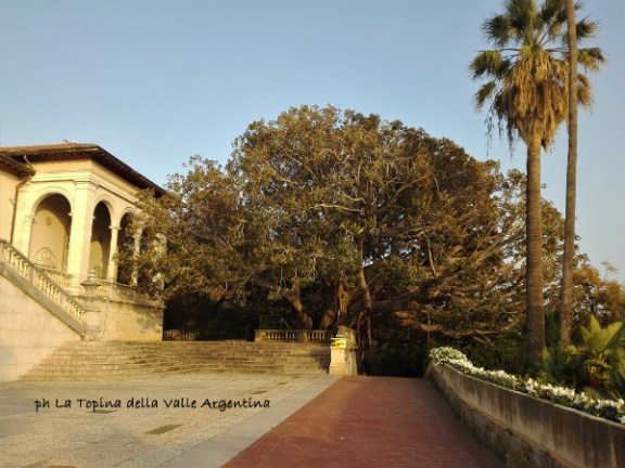 villa ormond sanremo ficus macrophylla
