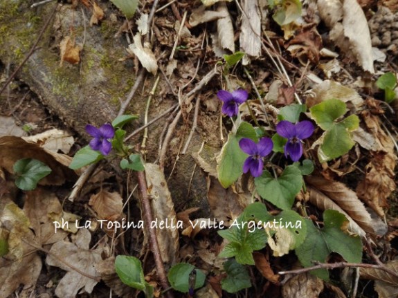 viole
