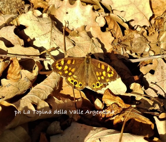 farfalla
