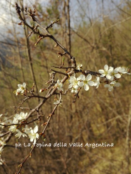 fiori bianchi