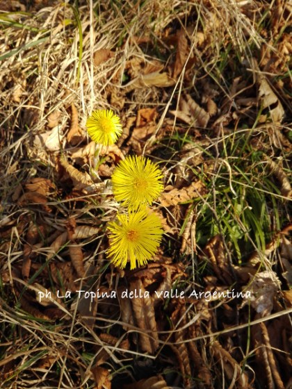 fiori