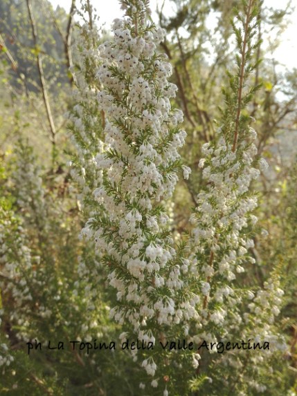 fioriture primaverili