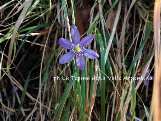 hepatica nobilis