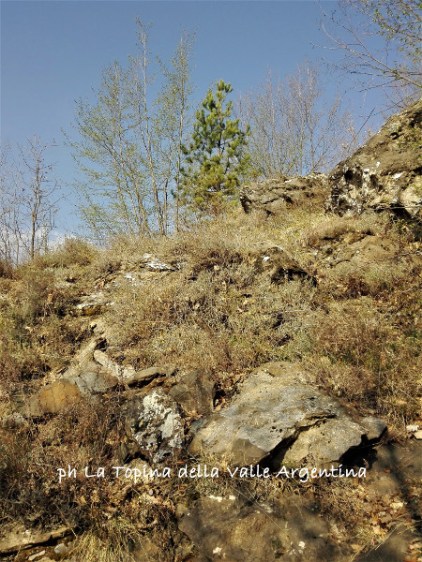 macchia mediterranea