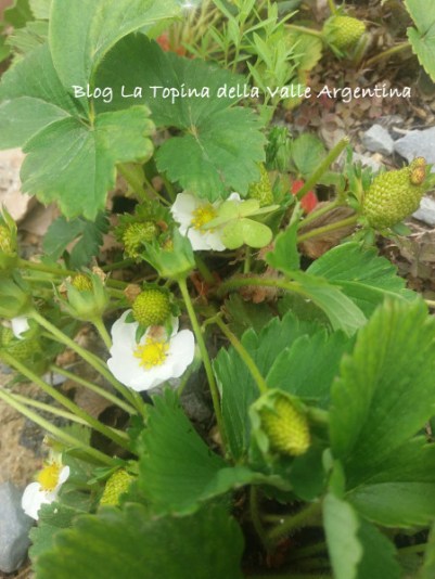 fragole