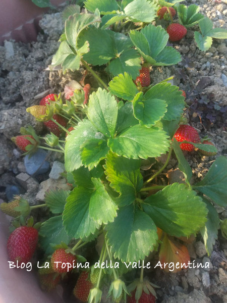 fragole2