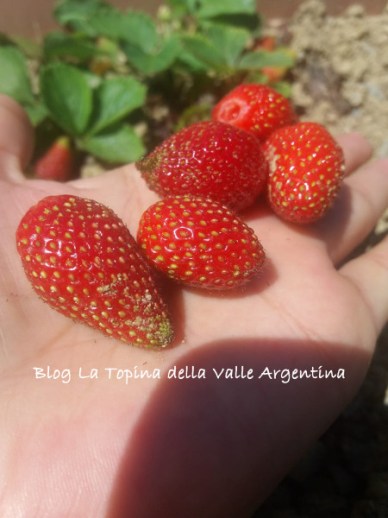 fragole3