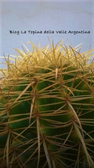 pianta grassa