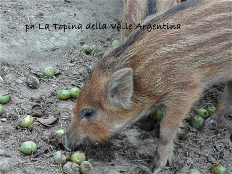 cucciolo cinghiale