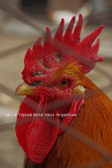 gallo