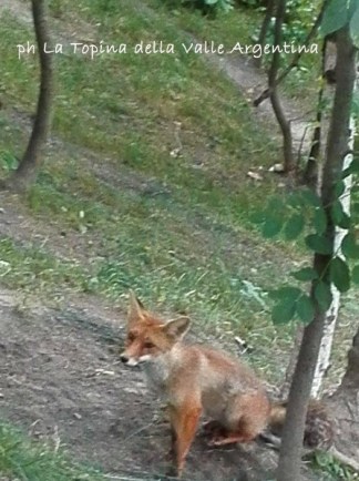 volpe