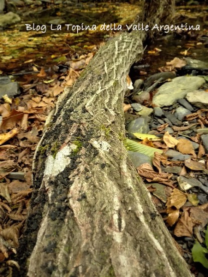 albero caduto