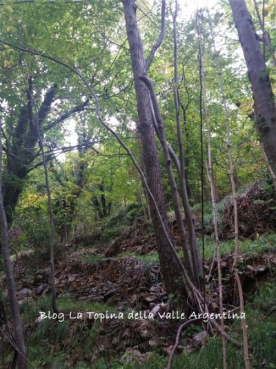 bosco carpasio