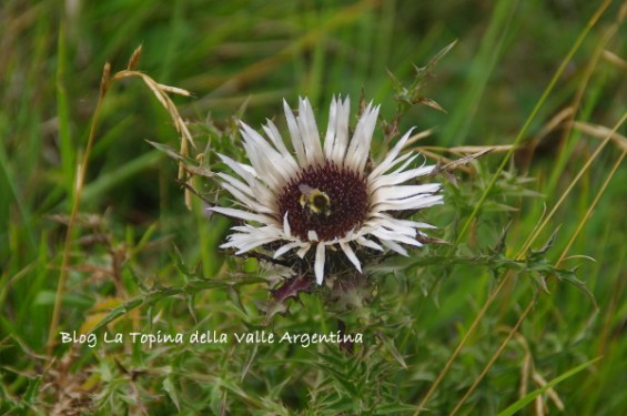 carlina