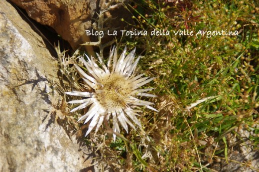 carlina2