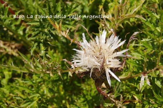 carlina3