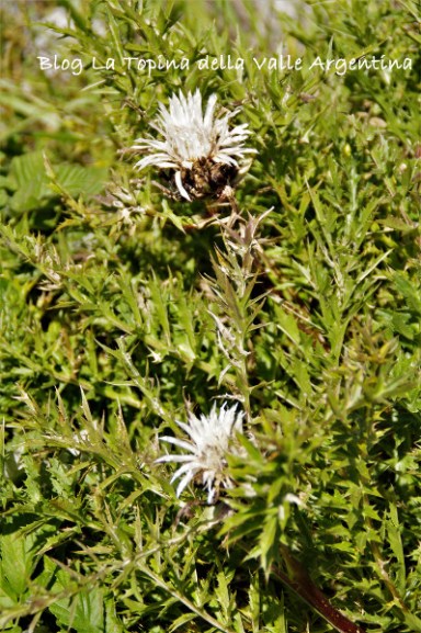 carlina4