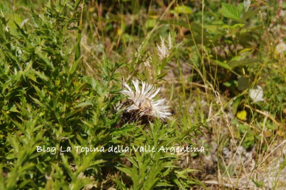 carlina5