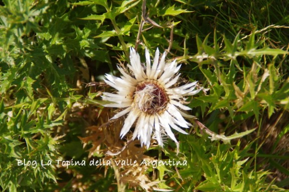 carlina6