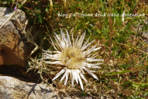 carlina7