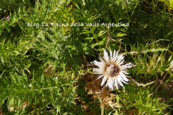 carlina8