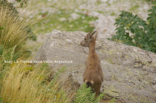 cucciolo stambecco