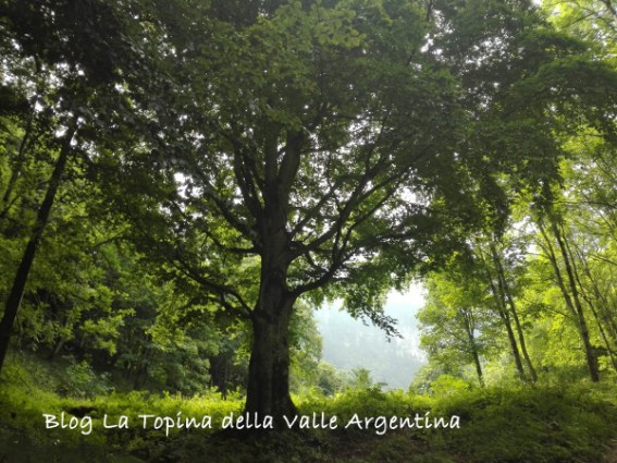 valle pesio albero