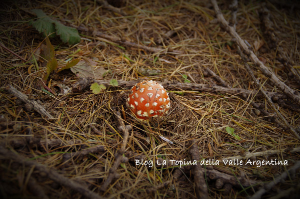 L'Amanita muscaria, un fungo... che strega