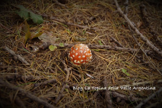 amanita muscaria1
