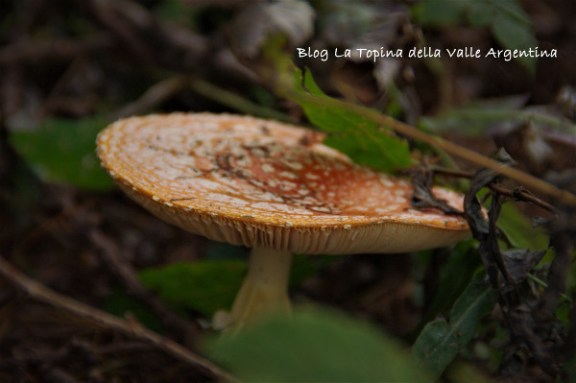 amanita muscaria2
