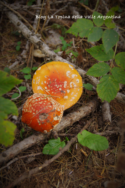 Amanita muscaria3