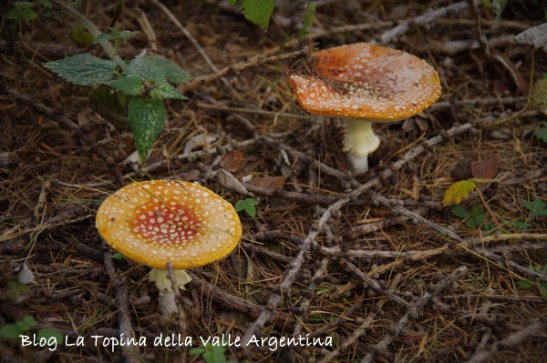 amanita muscaria4