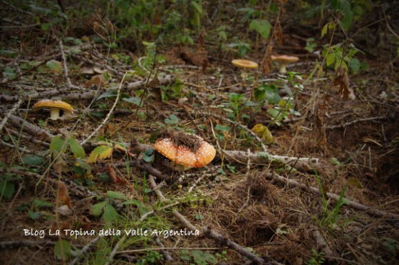 amanita muscaria5