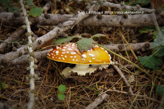amanita muscaria6