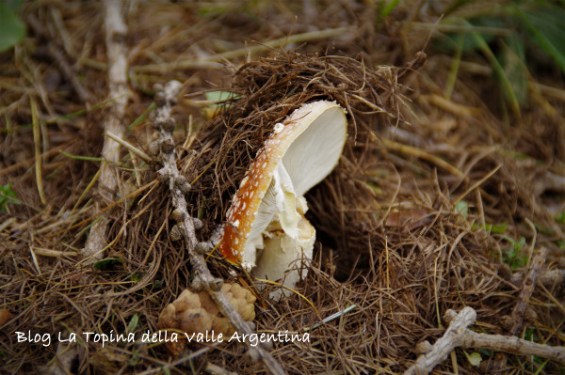 amanita muscaria7
