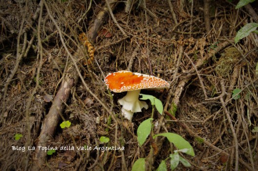 amanita muscaria8