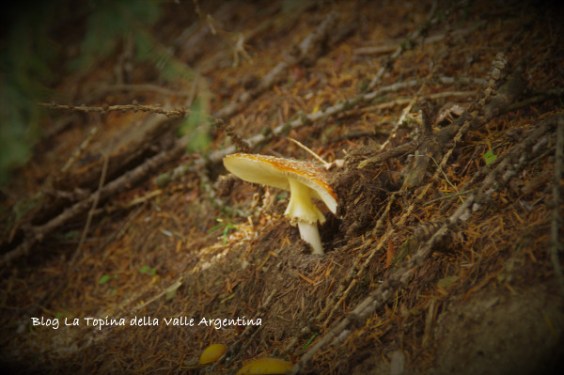 amanita muscaria9