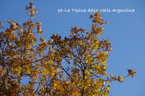 Ciò che racconta l'Autunno