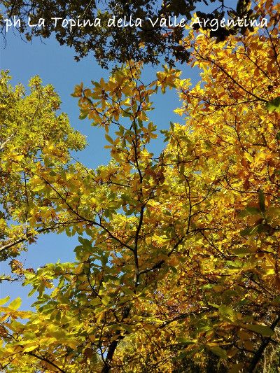 castagni autunno