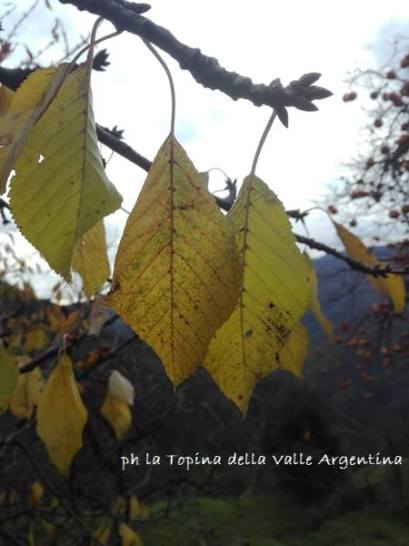foglie