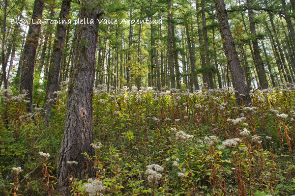 foresta autunno