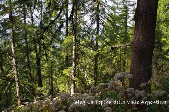foresta collardente - sanson