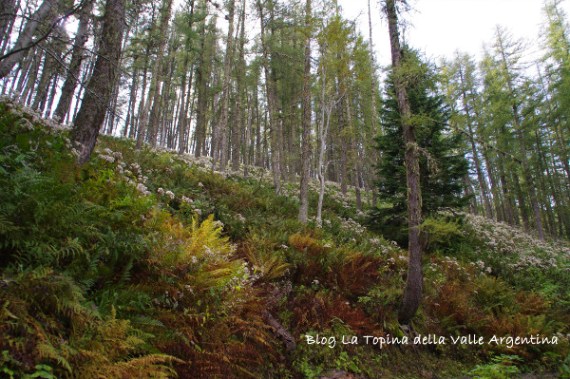 foresta larici autunno