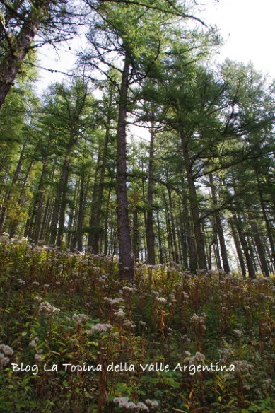 foresta larici