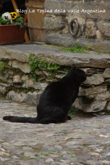 gatto triora