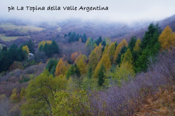 larici autunno3
