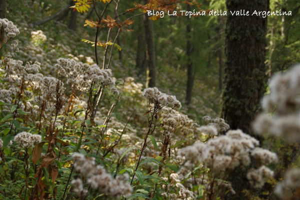 senecio foresta