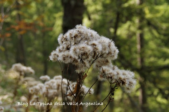 senecio soffione