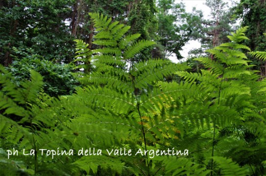BOscu Negru 4